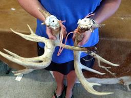 Set Of 5x5 Indiana Whitetail Sheds With 10" Drop Tine Previously Mounted