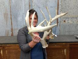 Pair Of Whitetail Sheds Right 95" Left 94" Good Color Great Typical Look