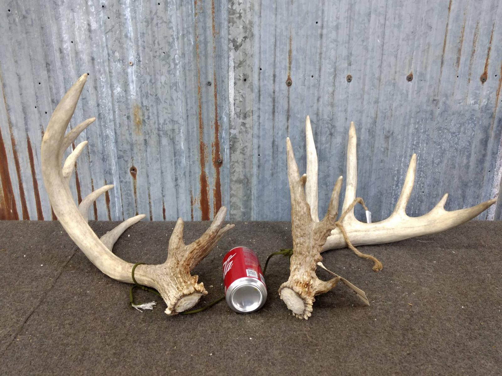 Pair Of Whitetail Sheds Right 95" Left 94" Good Color Great Typical Look