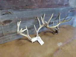 2 Whitetail Racks