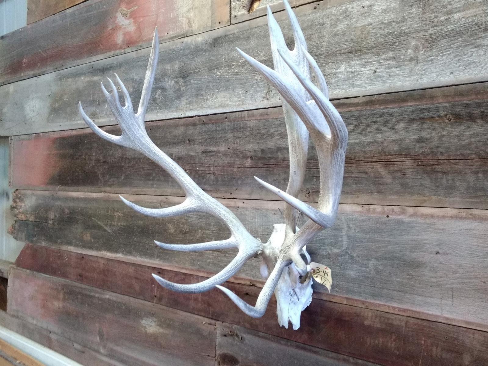 BIG Heavy Red Stag Antlers On Skull Double Main Beam Good Hard Antler