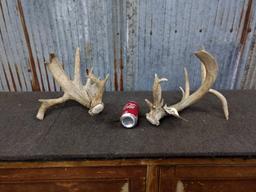 Whitetail Sheds Double Drop Tines Palmated Good Color Right 95" Left 94"
