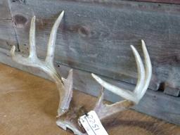 4x4 Whitetail Rack Good Color