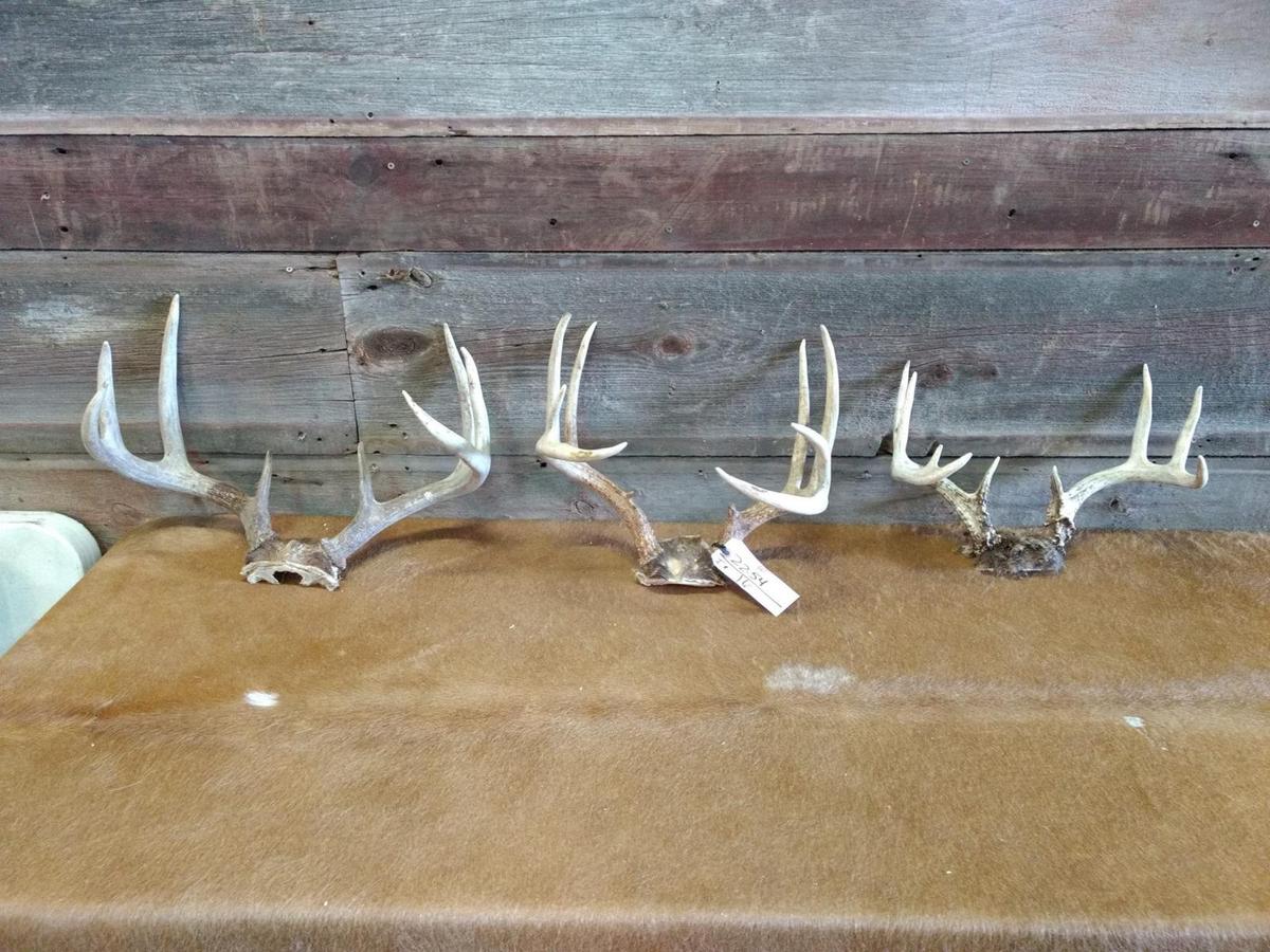 3 Whitetail Racks