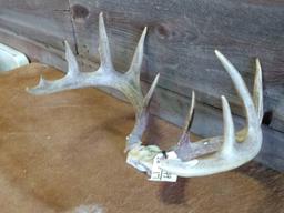 6x5 Whitetail Rack Long Main Beams 22" Outside Spread