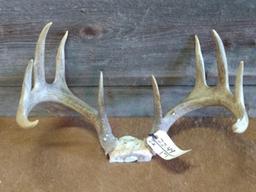 6x5 Whitetail Rack Long Main Beams 22" Outside Spread