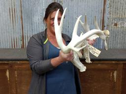 Whitetail Sheds With Drop Tines & Flyers Right 95" Left 99"