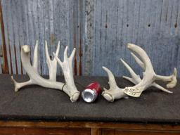 Whitetail Sheds With Drop Tines & Flyers Right 95" Left 99"