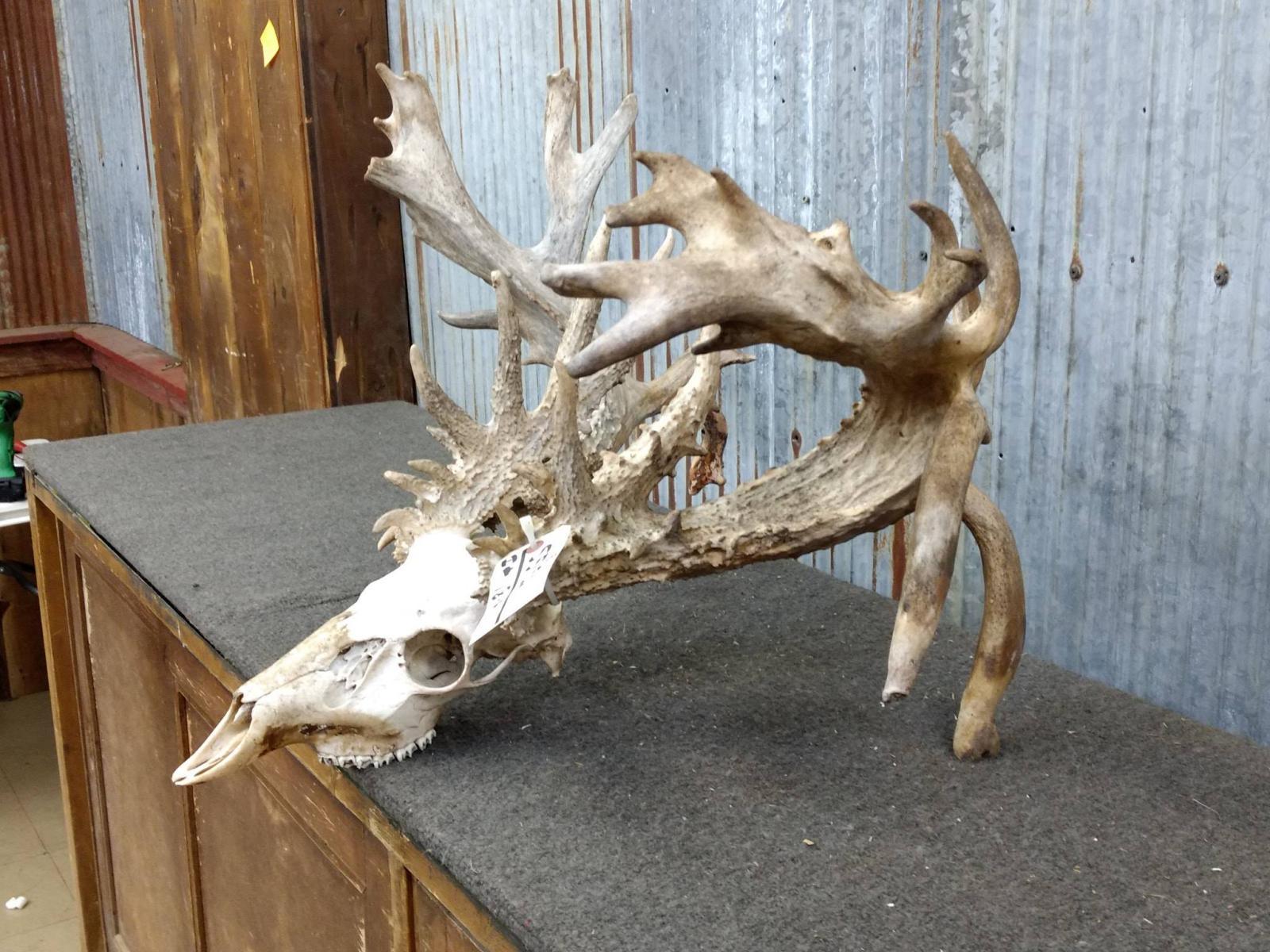 300 Class Whitetail Rack On Skull Quad Drop Tines COOL Brow Tines