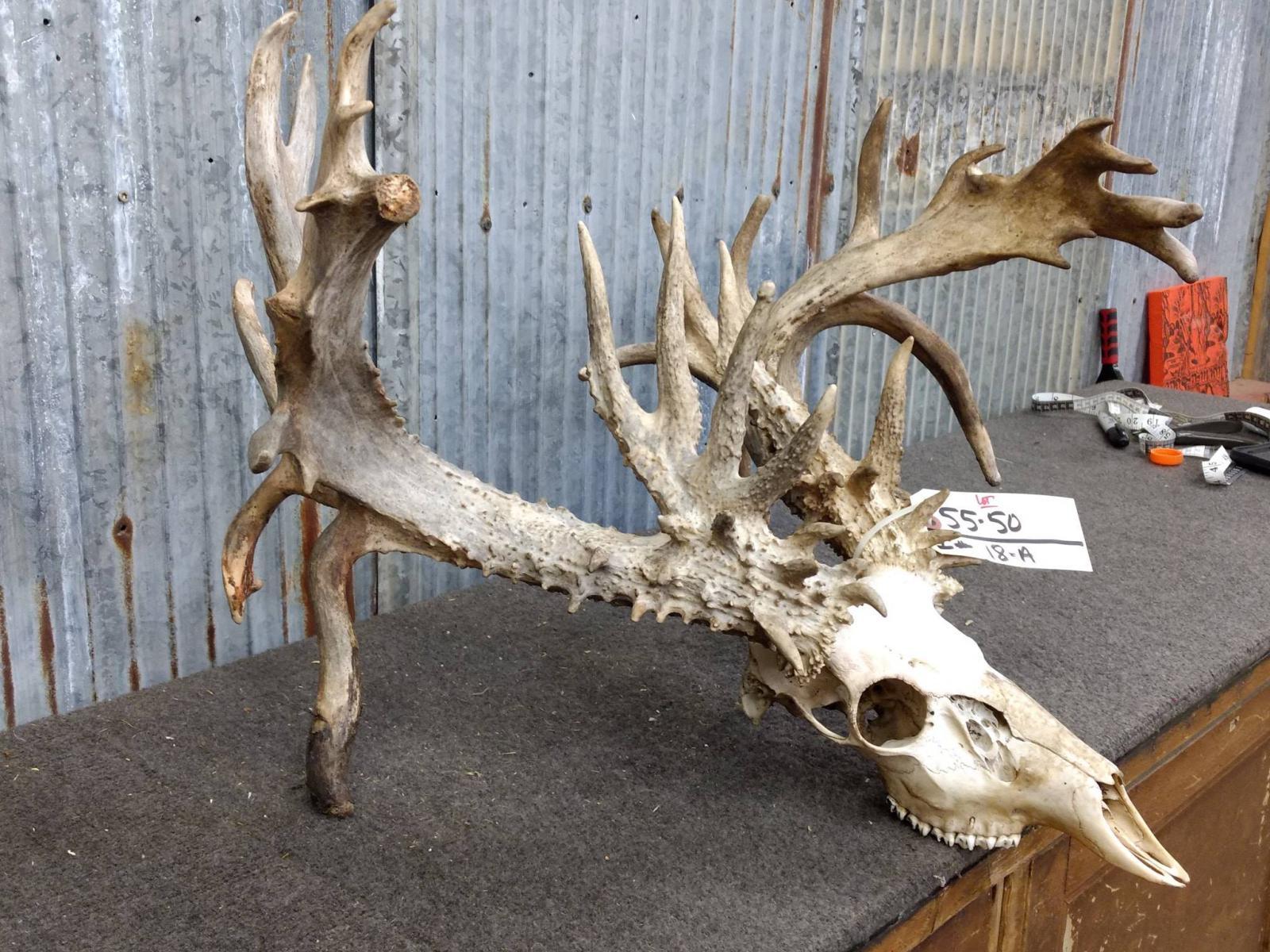 300 Class Whitetail Rack On Skull Quad Drop Tines COOL Brow Tines