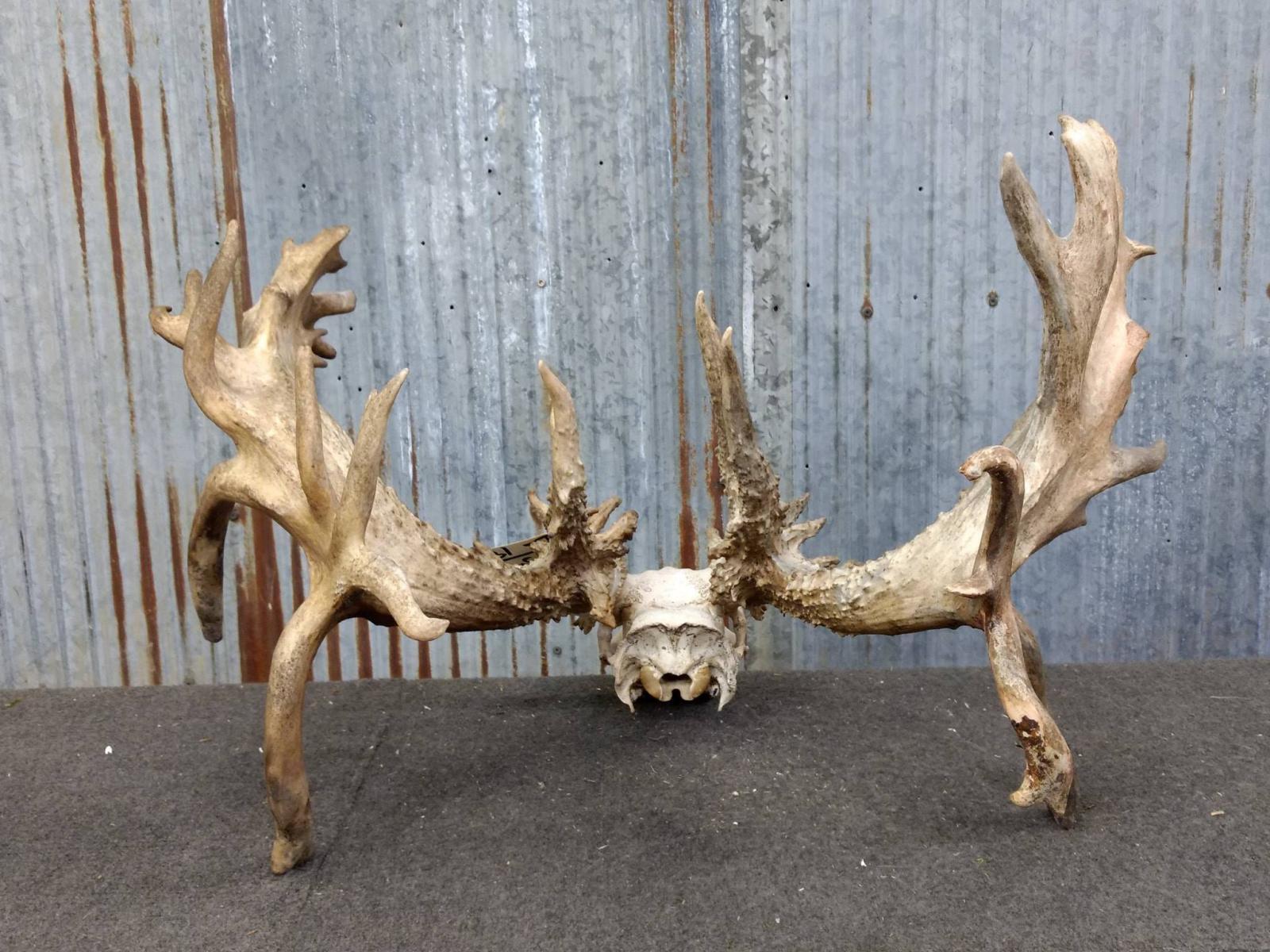 300 Class Whitetail Rack On Skull Quad Drop Tines COOL Brow Tines