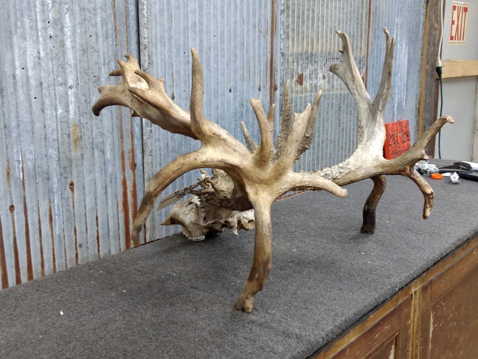 300 Class Whitetail Rack On Skull Quad Drop Tines COOL Brow Tines