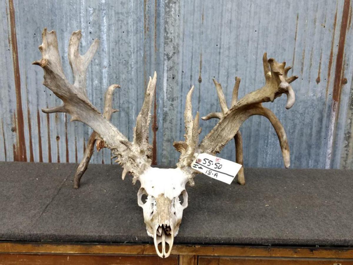 300 Class Whitetail Rack On Skull Quad Drop Tines COOL Brow Tines