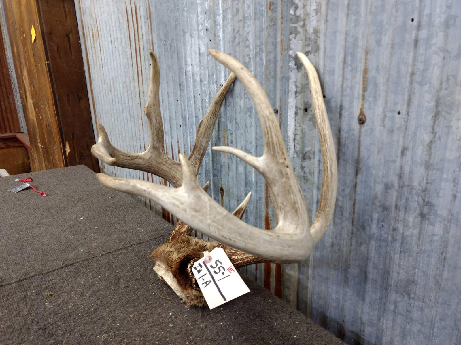 Wild Iowa 4x4 Whitetail Rack On Skull Plate 159 7/8" typical frame