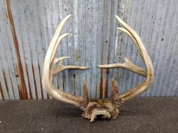 Wild Iowa 4x4 Whitetail Rack On Skull Plate 159 7/8" typical frame