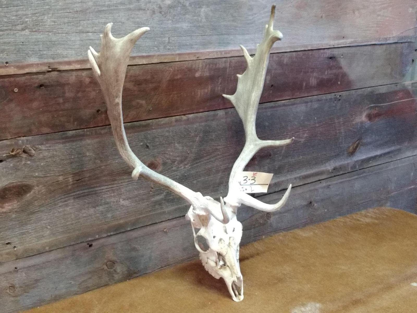 Fallow Deer Antlers On Skull overall dimensions 30" tall X 21" wide