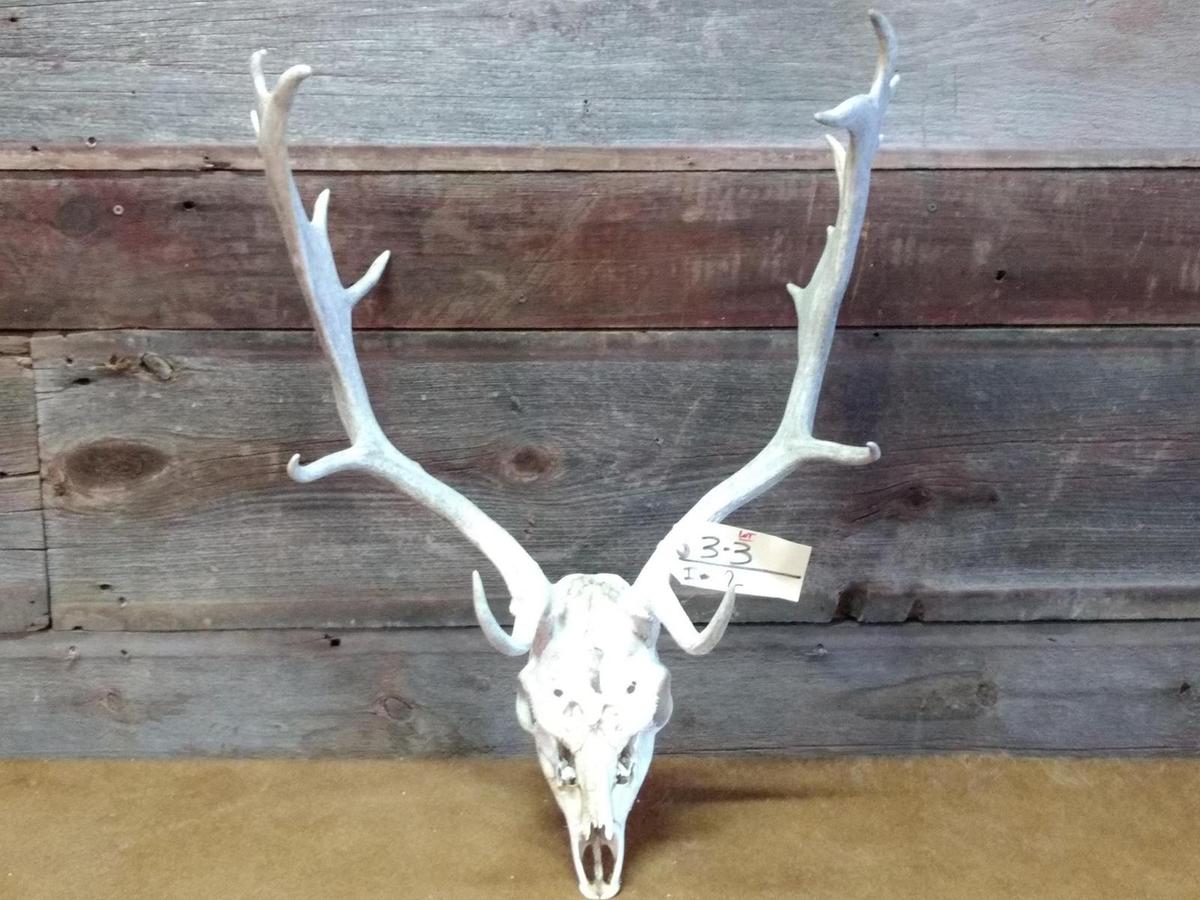 Fallow Deer Antlers On Skull overall dimensions 30" tall X 21" wide