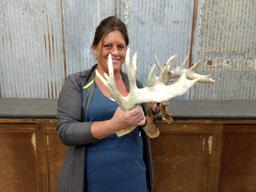 Pair Of Whitetail Sheds Great Color With Extras Right 81" Left 72"