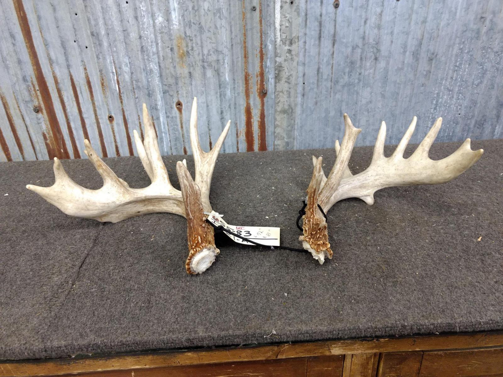 Pair Of Whitetail Sheds Great Color With Extras Right 81" Left 72"