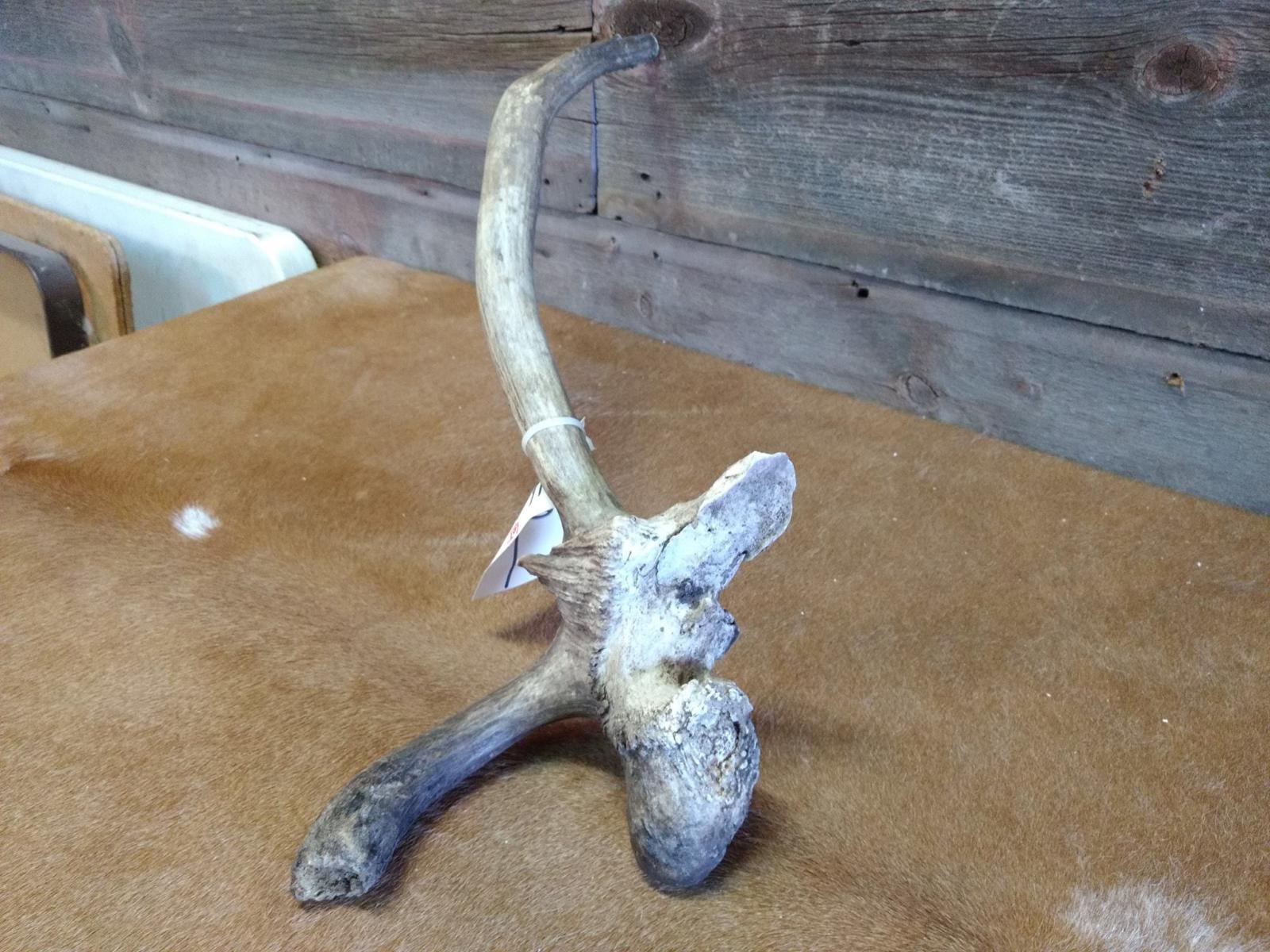 Freak Elk Shed With Drop Tine