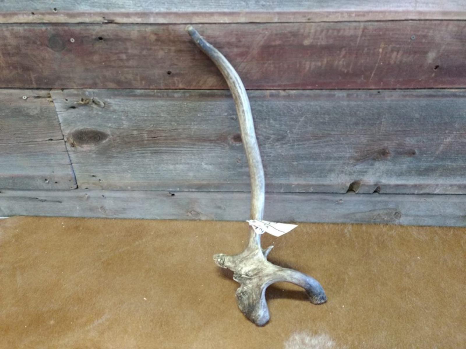 Freak Elk Shed With Drop Tine