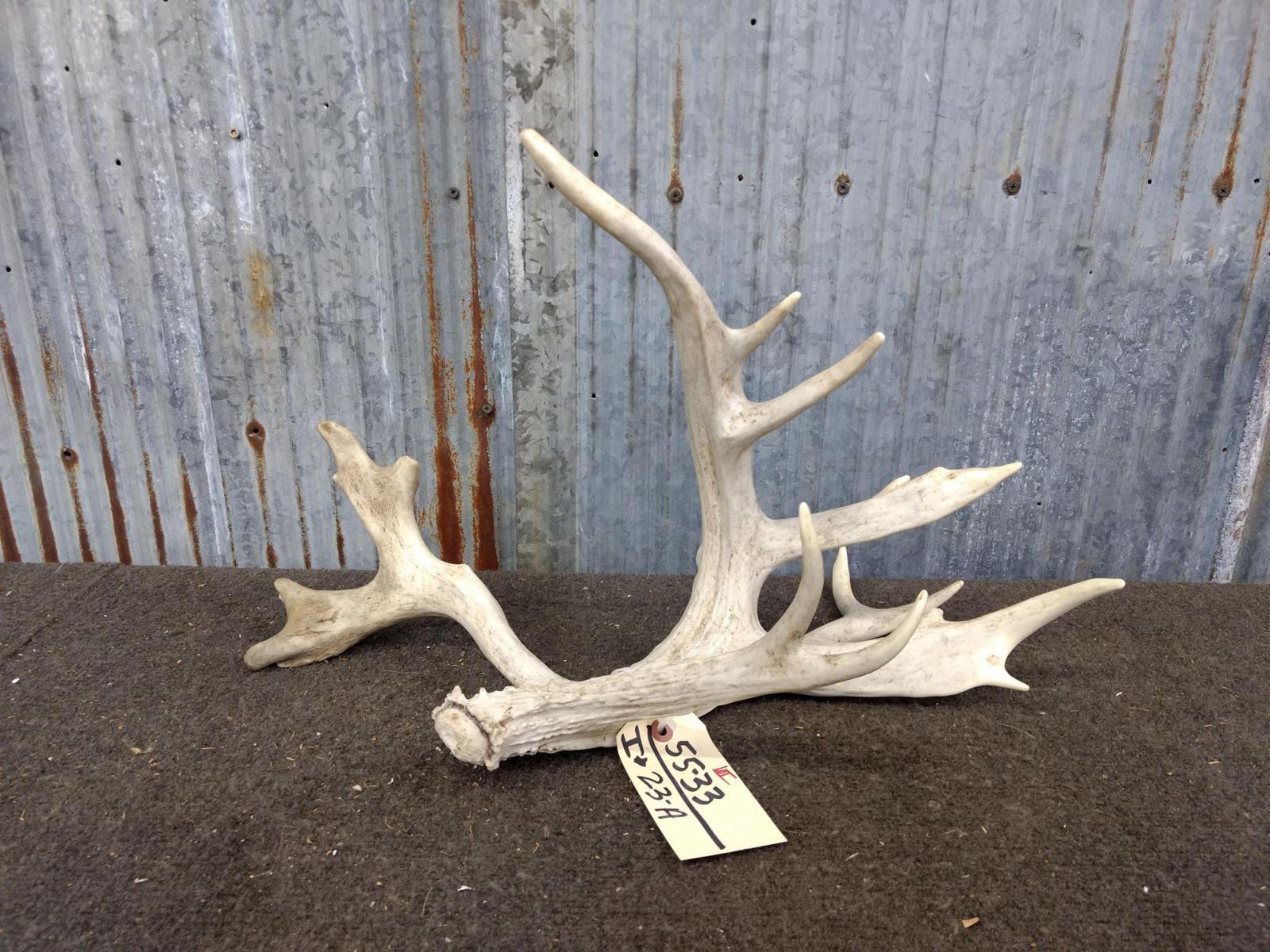 Big Single Whitetail Shed With Forked Drop Tine & Extras Mid 100 class