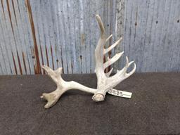 Big Single Whitetail Shed With Forked Drop Tine & Extras Mid 100 class