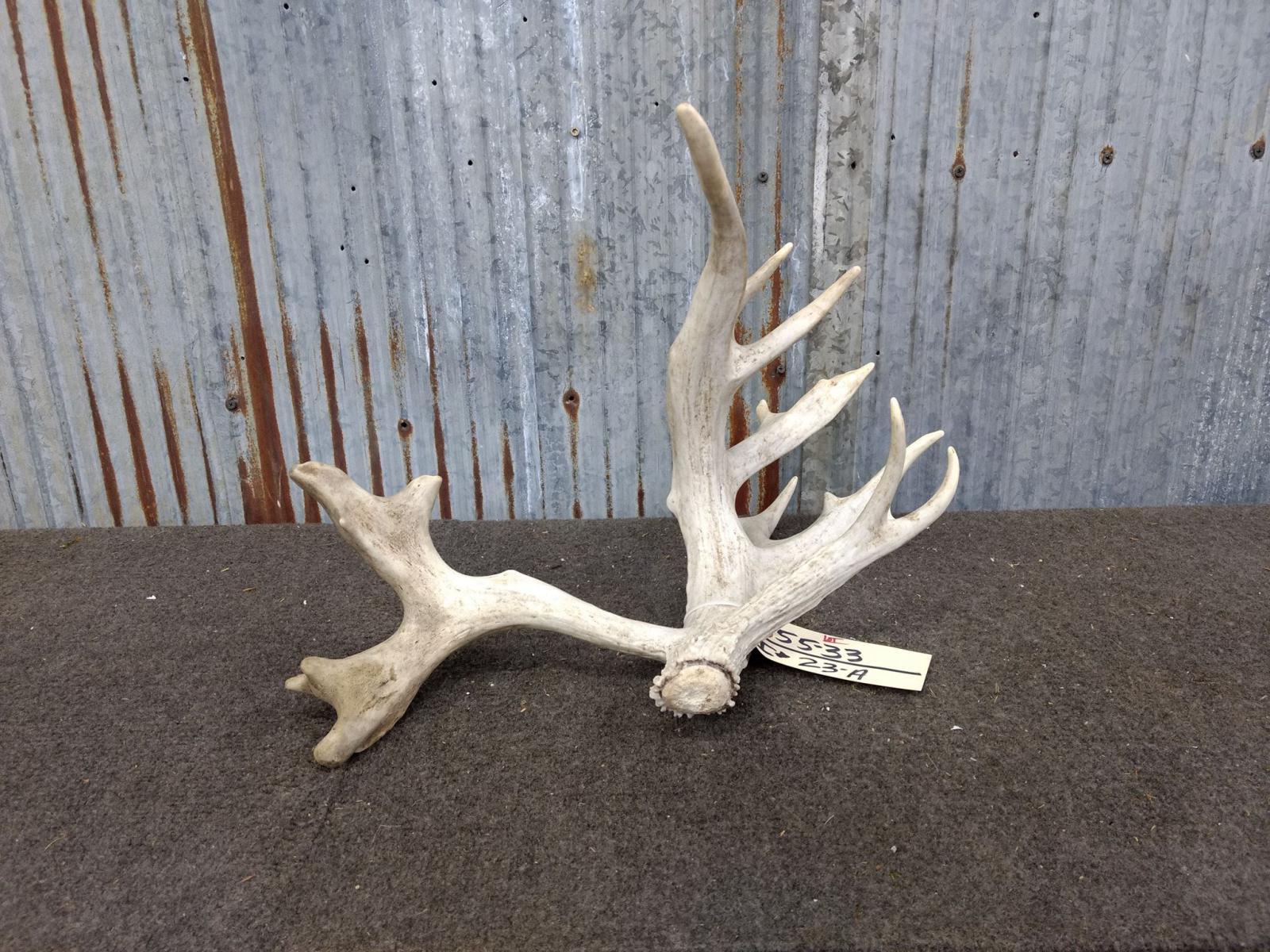 Big Single Whitetail Shed With Forked Drop Tine & Extras Mid 100 class