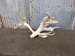 Big Single Whitetail Shed With Forked Drop Tine & Extras Mid 100 class