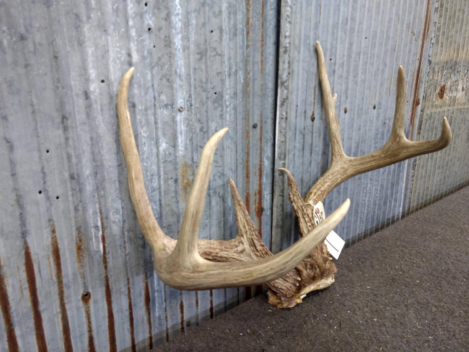 Big Fairly Clean 8 Point Wild Iowa Whitetail Rack On Skull Plate