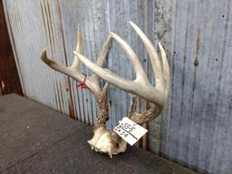 9 Point Wild Iowa Whitetail Rack On Skull Plate Gross Score 141 7/8"