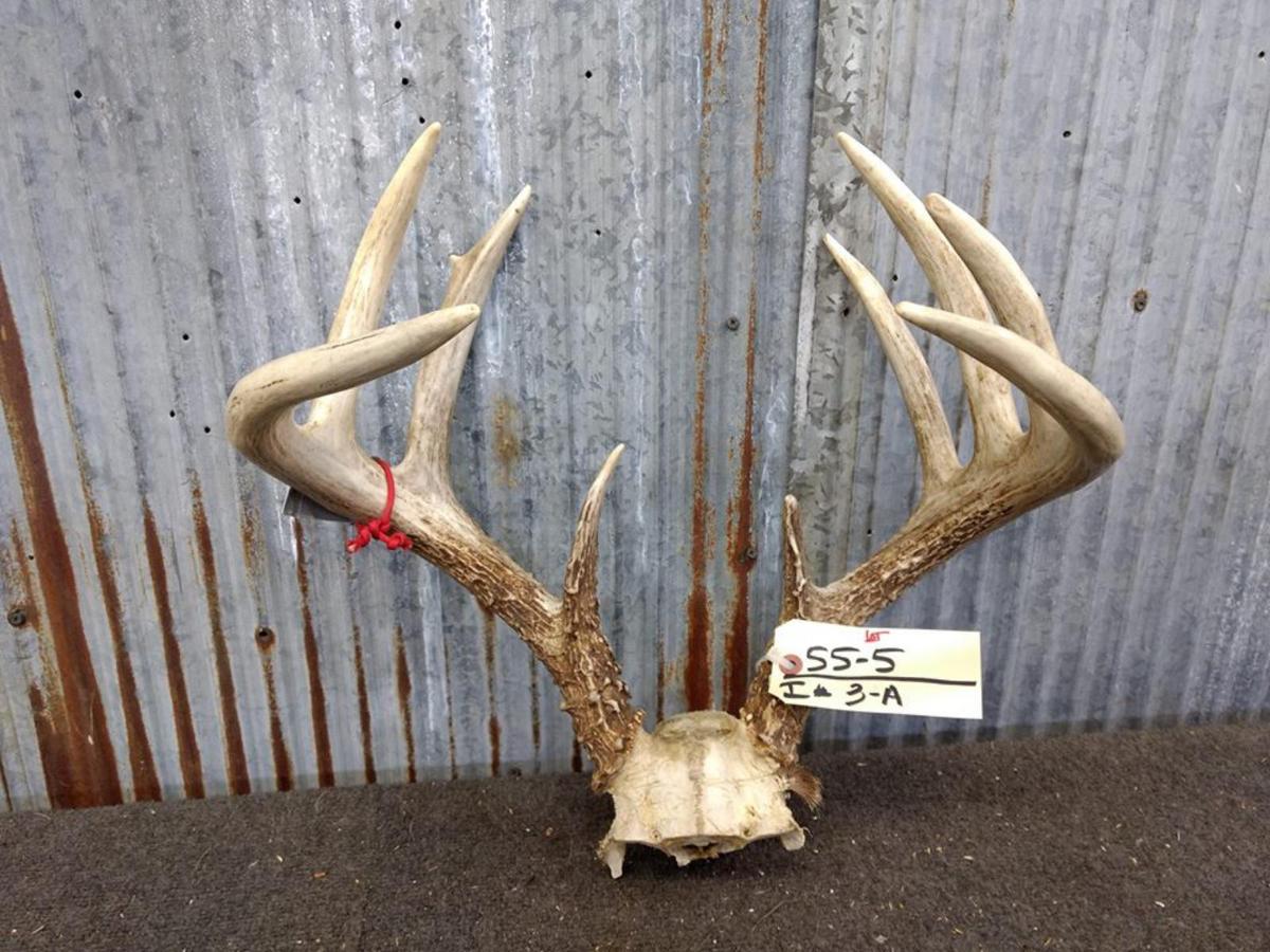 9 Point Wild Iowa Whitetail Rack On Skull Plate Gross Score 141 7/8"
