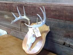 6x6 Whitetail Rack On Skull & Plaque