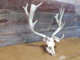 Fallow Deer Antlers On Skull