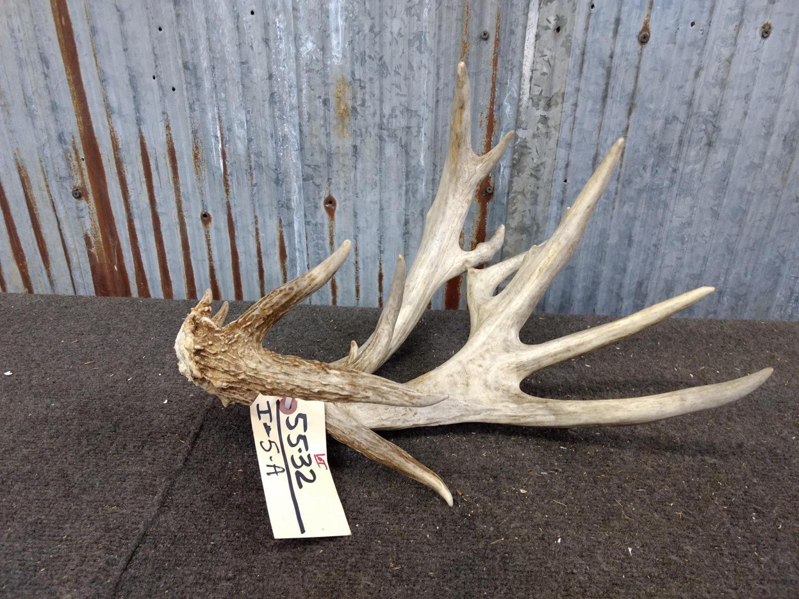 Big Double Main Beam 100" Class Whitetail Shed Great Color Lots Of Character