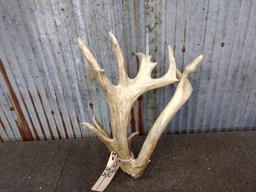 Big Double Main Beam 100" Class Whitetail Shed Great Color Lots Of Character