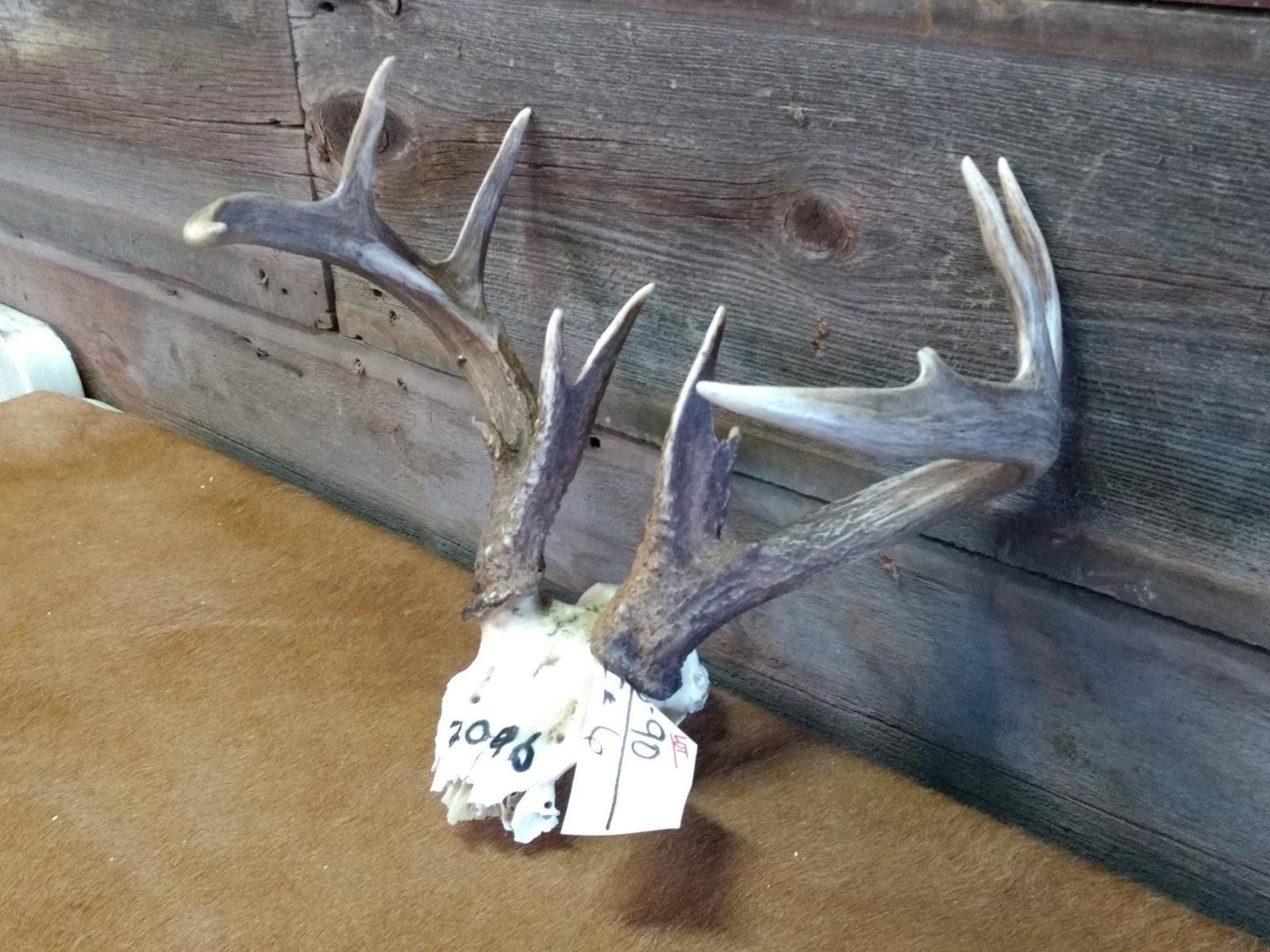 Whitetail Rack On Skull Forked Brow Tines Great Color