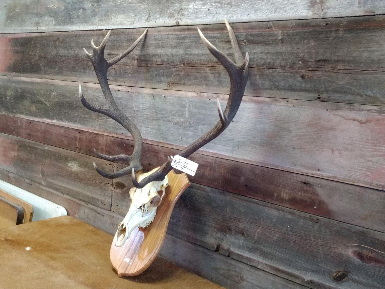 Euro Mount Red Stag On Skull Beautiful Antlers