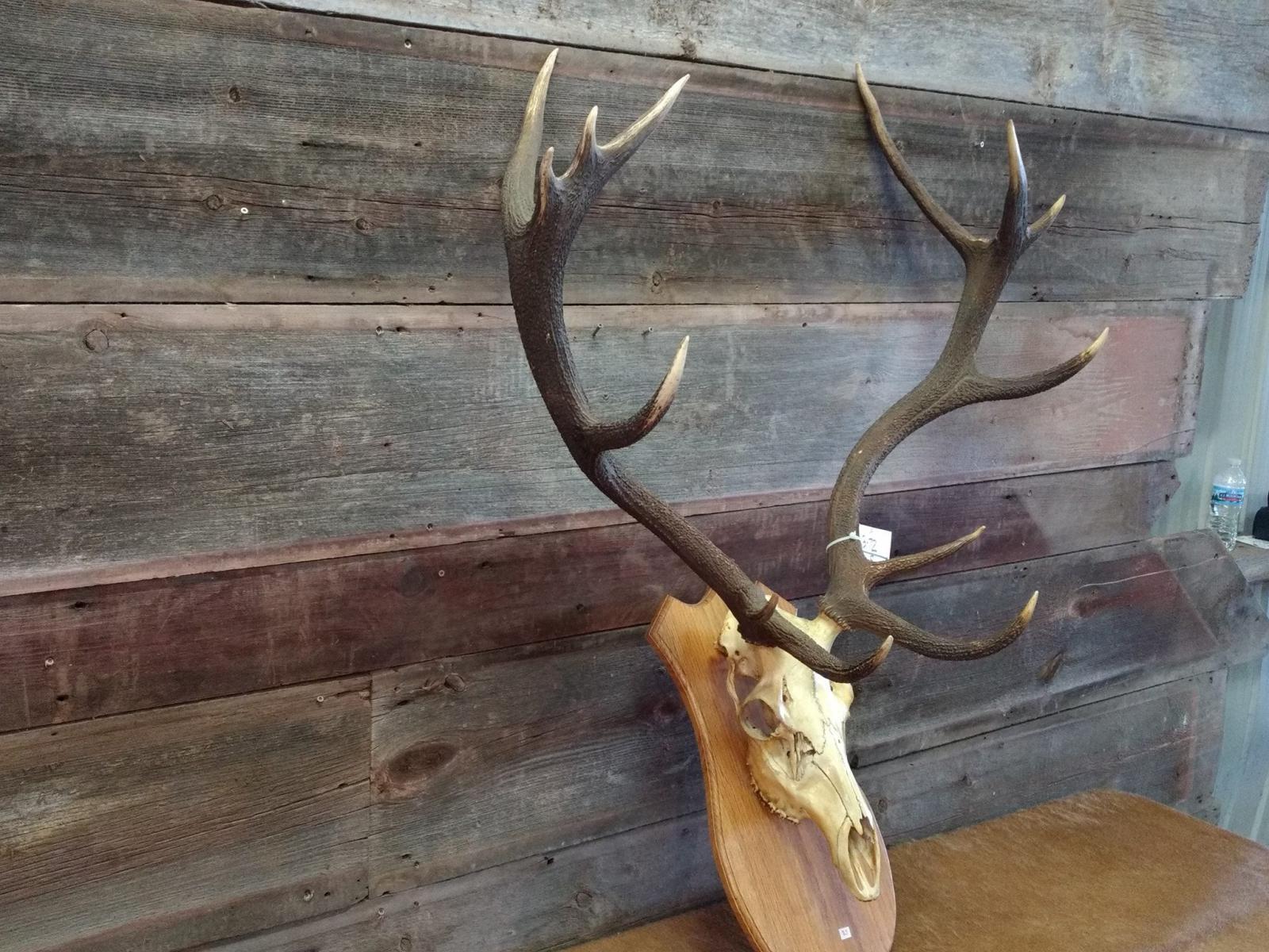 Euro Mount Red Stag On Skull Beautiful Antlers