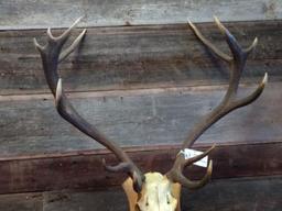 Euro Mount Red Stag On Skull Beautiful Antlers