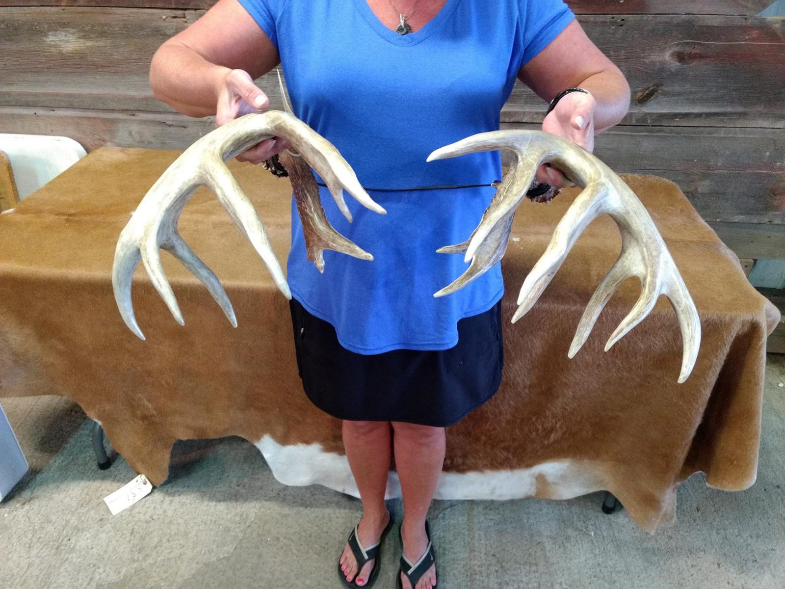 Big Set Of WILD NORTHERN IOWA Whitetail Sheds