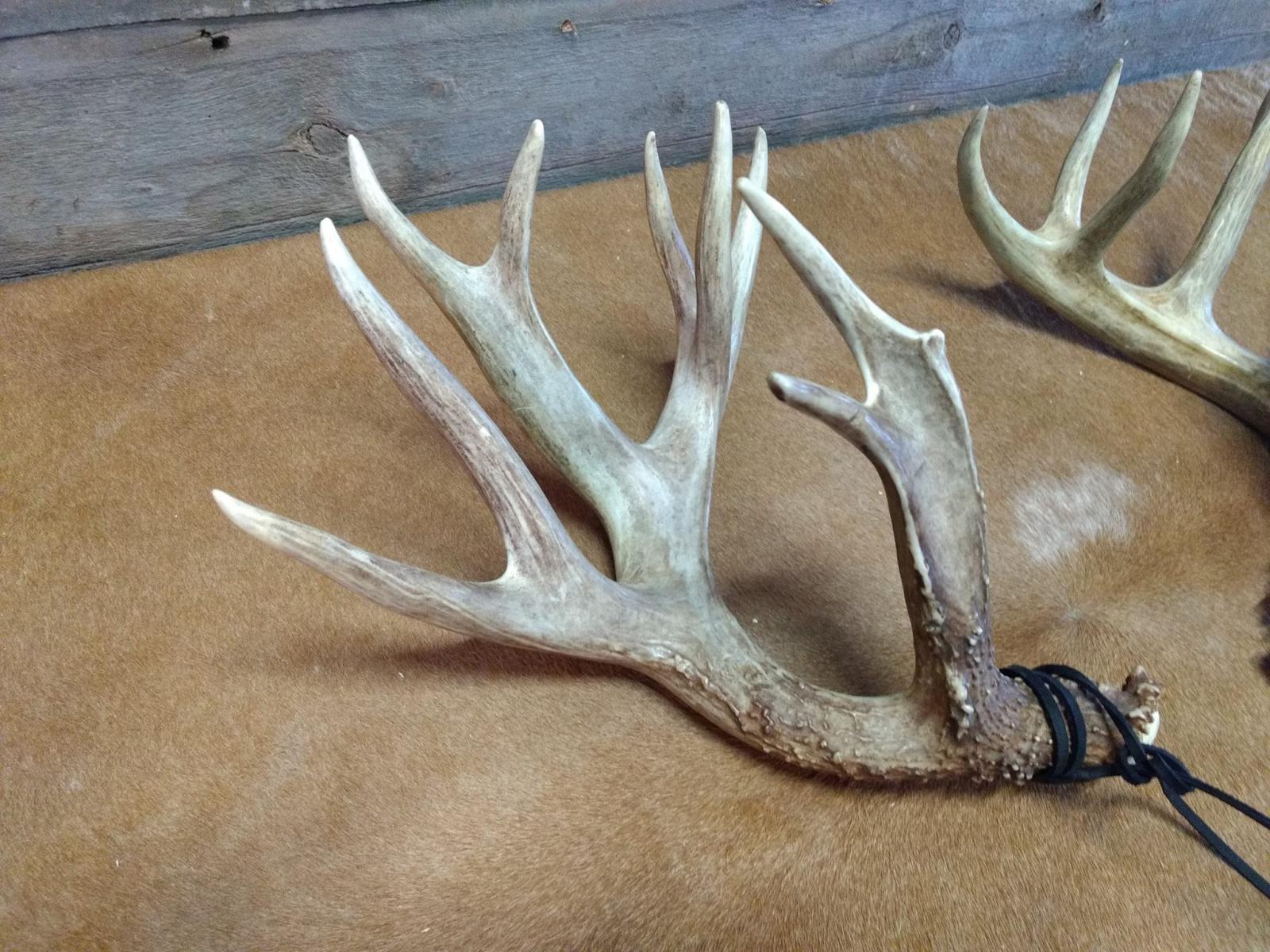 Big Set Of WILD NORTHERN IOWA Whitetail Sheds