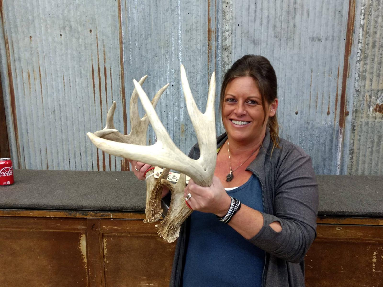 Wild Iowa Whitetail Sheds 156" gross With Spread Great Color Good Mass