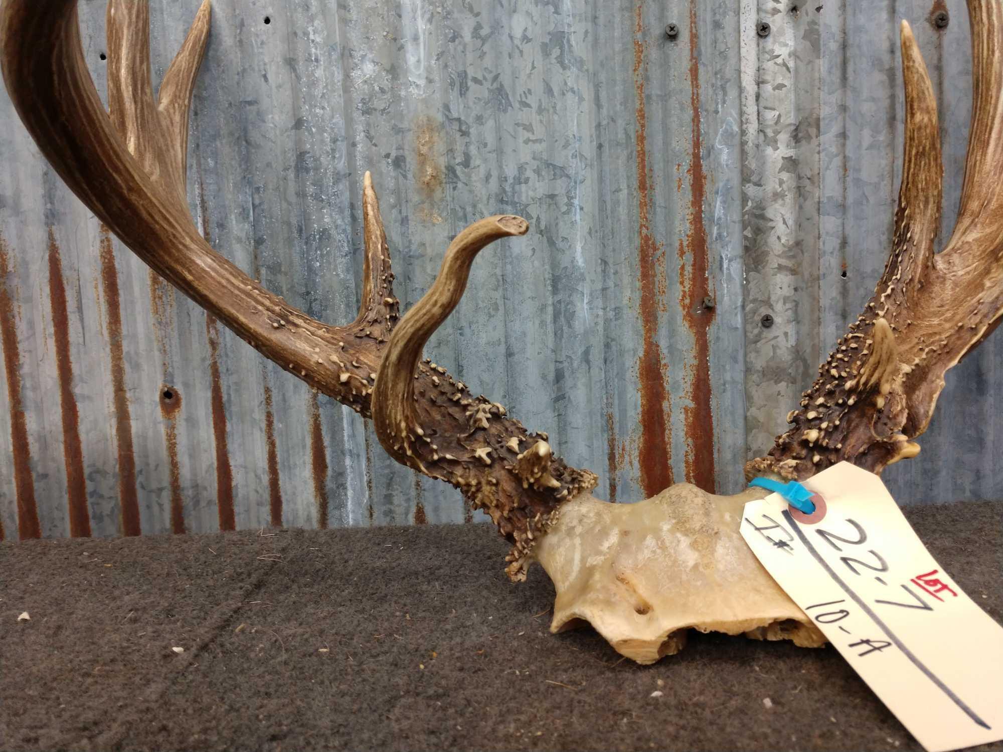 Main Fram 4 x5 Whitetail Rack On Skull Plate