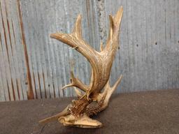 Main Fram 4 x5 Whitetail Rack On Skull Plate