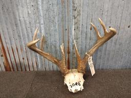 Whitetail Rack On Skull Plate Forked Brow Tines