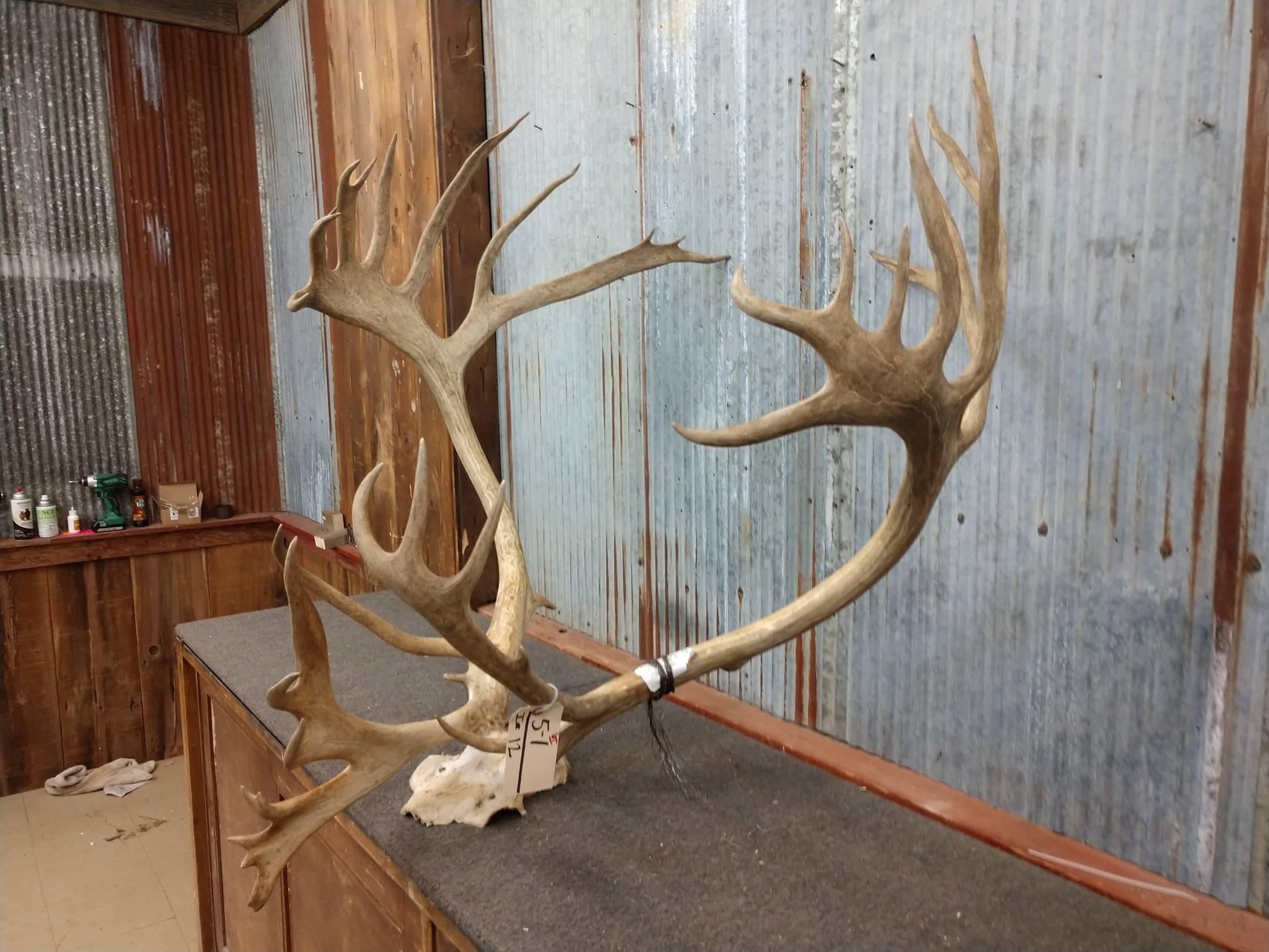 BIG Caribou Rack On Skull Plate HUGE Tops 41" Wide