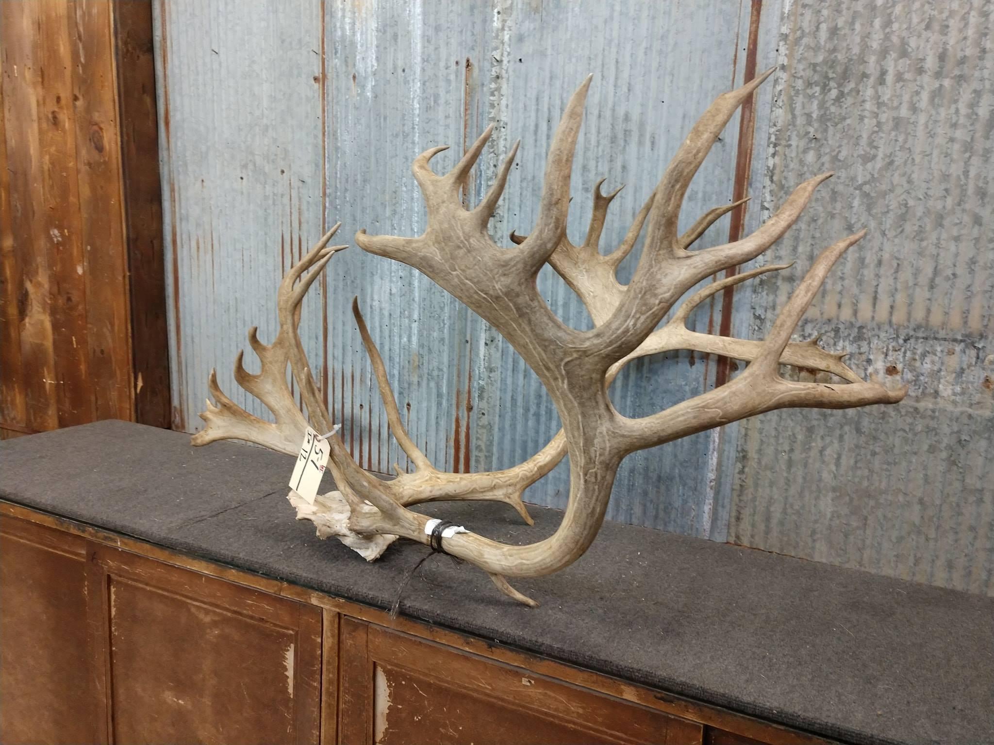 BIG Caribou Rack On Skull Plate HUGE Tops 41" Wide