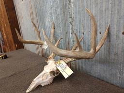 Wild Iowa 4x5 Whitetail Rack On Skull