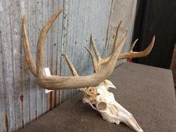 Wild Iowa 4x5 Whitetail Rack On Skull